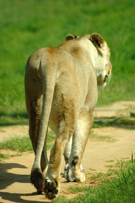 Lion walking away. A full body rearview of a beautiful African big lioness walki #Sponsored , #PAID, #Affiliate, #full, #Lion, #rearview, #body Lioness Walking, Animal Butts, Lion Walking, Female Lion, Lion Photography, Beautiful Lion, Christmas Illustrations, Body Photography, Small Cat