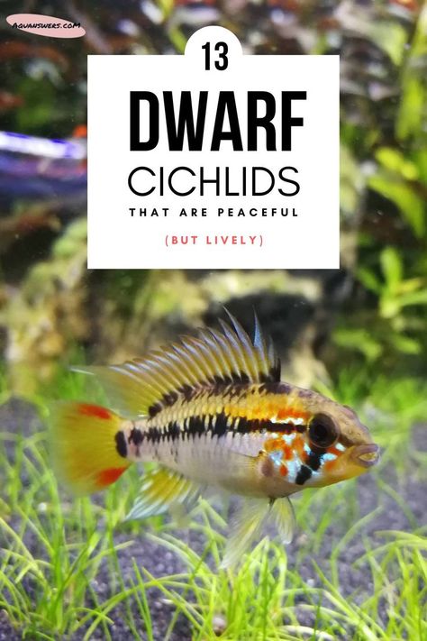 Seems like you need some ideas for an aquarium setup with exotic dwarf cichlids. I've narrowed down my recommendations to 13 species and have included both South American and West African cichlids. Tell me if you liked the photographs we've cherry-picked. Cichlids Aquarium Ideas, Cichlid Aquarium Ideas, Cichlid Tank, African Cichlids Tank, Central American Cichlids, African Cichlid Tank, South American Cichlid Tank, American Cichlid, African Cichlid Aquarium