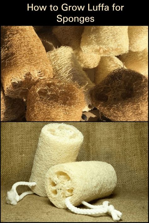 Did you know that the loofah you bathe with is a vegetable? You never have to buy one again! Learn how to grow loofahs in your own backyard. Grow Luffa, Loofah Sponge, How To Grow, The Garden, To Grow, Burlap Bag, Did You Know, You Never, Reusable Tote Bags