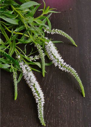 White Veronica Veronica Flower, White Veronica, Elegant And Romantic Wedding, Baby's Breath Wedding, Berry Tones, August Flowers, Elegant Wedding Flowers, Romantic Wedding Flowers, Winter Wedding Bouquet