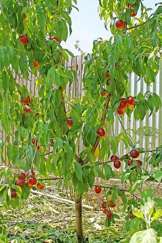 Nectarine tree Nectarine Tree, Turtle Habitat, Vegetable Harvest, Future Farms, Water Pond, Potted Trees, Growing Fruit, Nectarine, Landscape Trees