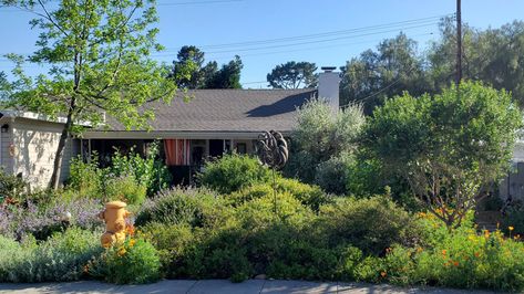 Be Inspired: Highlights from the 2019 native garden tours - California Native Plant Society California Native Garden, Low Growing Shrubs, Mosaic Stepping Stone, Tall Shrubs, Habitat Garden, Native Gardens, Orange California, California Native Plants, California Garden