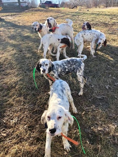 Llewellyn Setter, Setter Puppies, English Setters, Petting Zoo, Good Dog, Health Information, Puppy Photos, English Setter, Puppy Pictures