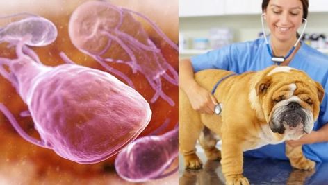 Giardia In Dogs, Aquatic Ecosystem, Old Dogs, Dog Show, Dog Park, Dog Health, Tgif, Animal Shelter, Dog Pictures