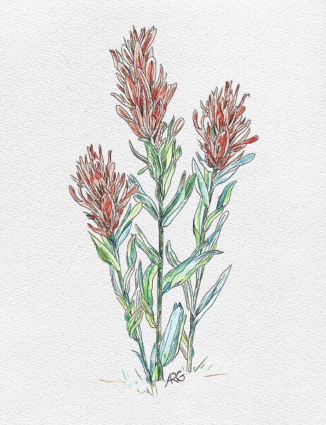 Indian Paint Brush Tattoo, Indian Paintbrush Drawing, Nanas Tattoo, Indian Paintbrush Tattoo, Columbine Tattoo, Paintbrush Tattoo, Indian Paintbrush Flowers, Ecclesiastes 4 12, Triune God