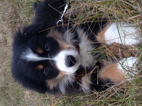 Australian Shepherd puppy / Black tri / 11,5  weeks old Sable German Shepherd Puppies, Black Tri Australian Shepherd, Red Australian Shepherd, Black Australian Shepherd, Border Collie Mix Puppies, Red Merle Australian Shepherd, Sable German Shepherd, Puppy Black, Merle Australian Shepherd