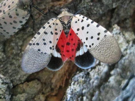 The facts you need need to know about spotted lanternflies. How to kill, control and protect your property. Lantern Fly, Spotted Lanternfly, Flying Lantern, Japanese Lantern, Beautiful Bugs, Invasive Species, Garden Pests, Creature Design, Ants