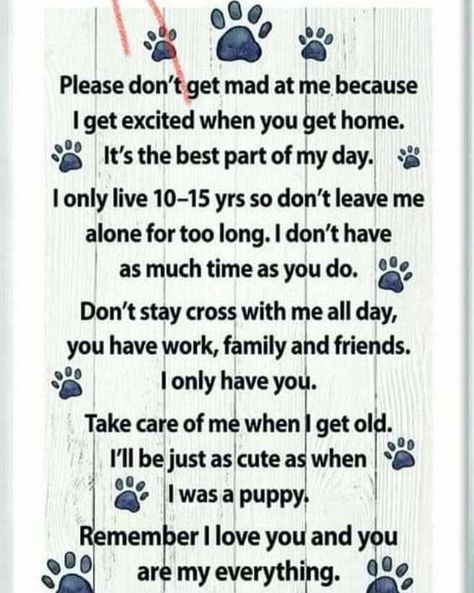 Please don't get mad at me because get excited when you get home. It's the best part of my day. only live 10-15 yrs so don't leave me alone for too long. I don't have as much time as you do. a Don't stay cross with me ail day, you have work, family and friends. only have you. Take care of me when get be just as cute as when was a puppy. member love you and you aremy everything. – popular America’s best pics and videos on the site https://americasbestpics.com Inspirational Animal Quotes, Dog Poems, Dog Quotes Love, Rat Terrier, Dog Care Tips, Fox Terrier, Quotes Love, Paw Prints, Animal Quotes