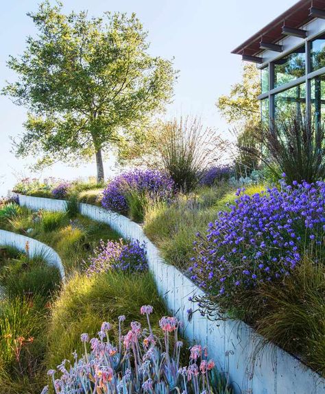 A Natural Garden by the Sea in Big Sur Bernard Trainor Landscapes, Sloping Backyard Landscaping, Landscaped Hill, Southern California Landscaping, Bernard Trainor, Martha Stewart Garden, Steep Hillside Landscaping, Steep Gardens, Dry Gardens