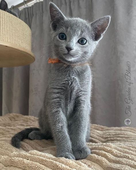 The Russian Blue cattery on Instagram: ". . . . . #thegardenofblue #russianblue #russianbluekitten #kitty #bluekitten #russianbluecatsofinstsgram #likefromanothermoon #loverussianblue #russianbluecattery #catloverscatoftheday #ilovemycat #catslove #cat #catterylife #catlovers #blue #blueeyes #greeneyes #catloversclubofinstagram #russianblueworld🌎🐈 #catsofinstagram #cats #catlover #catlife #catlovers #cats_of_world #instacat #catphoto #instagramcats #kitten #kittensdaily" Russian Blue Cat Kittens, Russian Blue Cat Aesthetic, Blue Russian Cat, Russian Blue Kitten, Russian Cat, Most Popular Cat Breeds, Purebred Cats, What Cat, Russian Blue Cat