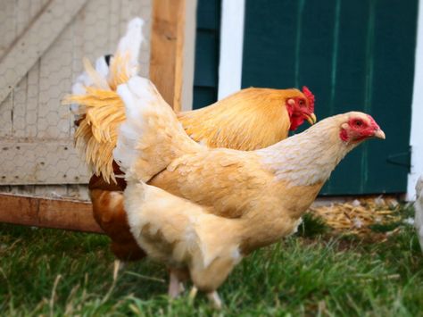 Buff Brahma x White Chantecler. Dark Brahma Chicken, Silver Seabright Chicken, Brahma Rooster, Buff Brahma Rooster, Bielefelder Chickens, Mixed Breed, Photo Reference