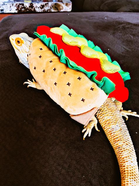 Pancake is a hot dog this Halloween! Bearded Dragon Christmas, Bearded Dragon Costumes, Dragon Clothes, Bearded Dragon Clothes, Dragon Funny, Frog Activities, Bearded Dragon Funny, Dragon Christmas, Bearded Dragon Cute