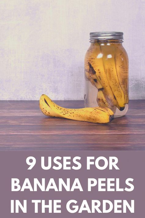 Uses For Banana Peels, Banana Peel Fertilizer, Banana Peel Uses, Banana Tea, Banana Water, Banana Peels, Garden Remedies, Eating Bananas, Dried Bananas