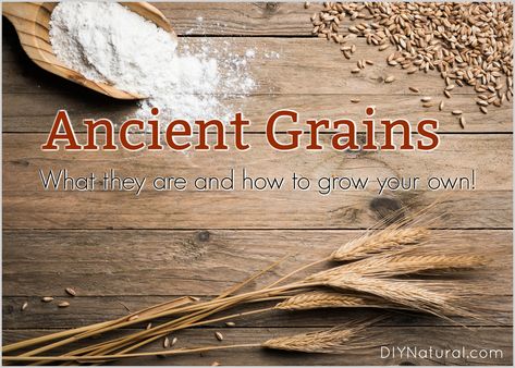 Ancient grains, grown by our ancestors, were more nutritious heirloom varieties of grain grown without lab modification, chemical fertilizers or pesticides. Made From Scratch Recipes, Amaranth Grain, Genetic Modification, From Scratch Recipes, Growing Sprouts, Ranch Ideas, Scratch Recipes, Organic Pesticide, Types Of Grass