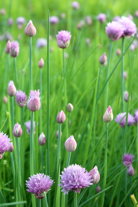 Chive Flowers The Chives Women, Uses For Chive Blossoms, Chive Flower Vinegar, Chives Flowers, Chakra Flowers, Chives Garden, How To Grow Chives, Herb Flowers, Grow Chives