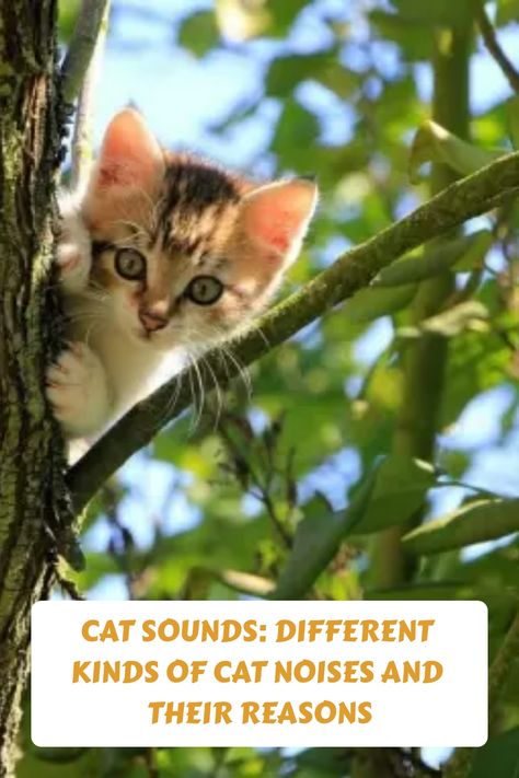 These cat noises are a way of communicating with each other and the environment. Some sounds are meant to be playful, while others are warning signals for Cat Sounds, Cats Crazy, Cat Noises, Cats 101, Types Of Sound, Cat Language, Kinds Of Cats, Cat Garden, Animal Hospital