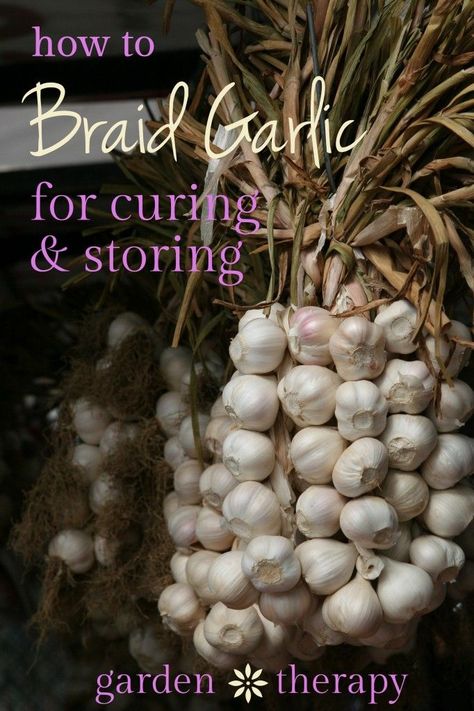 How to Braid Garlic for Curing and Storage Braid Garlic, Garlic Garden, How To Braid, Storing Vegetables, Garden Therapy, Canned Food Storage, Vegetable Storage, Garden Harvest, Grow Your Own Food