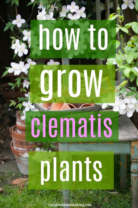 Clematis care and tips! How to grow clematis vines, where to plant them, how to prune clematis plants, and known pests. #gardening #gardeningtips #flowergardening #flowergarden #clematis #clematiscare #creativehomemaking Clematis Care, How To Propagate Lavender, Clematis Plants, Clematis Flower, Clematis Vine, Gladioli, Garden Vines, Plant Spacing, Flowering Vines