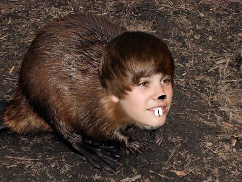 Justin Beaver Justen Beber, Spice Up Your Love Life, Beiber Fever, Selena Gomez Pictures, Ashton Kutcher, Yay Or Nay, Brain Rot, Justin Beiber, Yellow Skirt