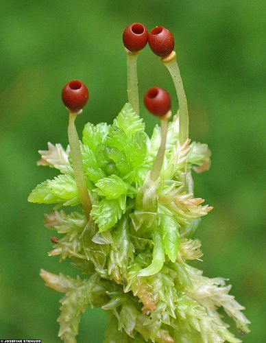 Sphagnum moss  (Klippan nature reserve, Sweden) ~ By ratexla Mushroom Species, Meat Industry, Lichen Moss, Plant Fungus, Sphagnum Moss, Moss Garden, Mushroom Fungi, Vascular Plant, Nature Garden