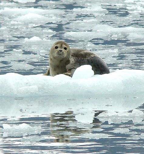 Seal | Prince William Sound, Alaska Alaska Scenery, Alaska Animals, Alaska The Last Frontier, North To Alaska, Alaska Wildlife, Alaska Cruise, Marine Mammals, Sealife, Ocean Life