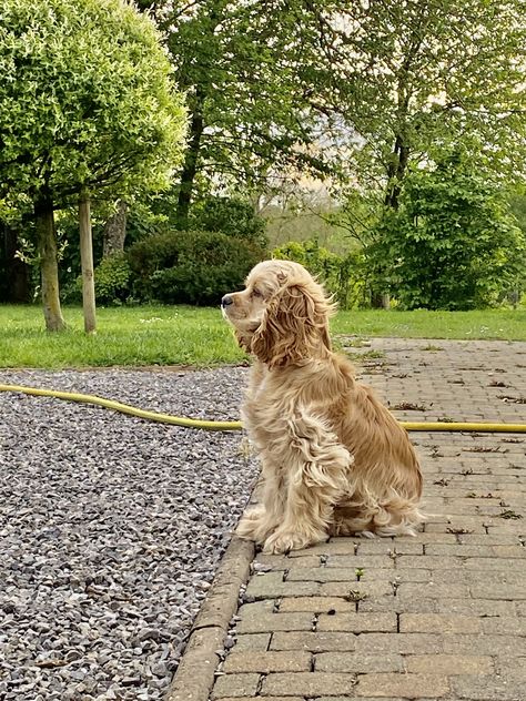 Golden Cocker Retriever, Cute Fluffy Dogs, King Charles Dog, American Cocker Spaniel, Cocker Spaniel Puppies, Cocker Spaniel Dog, Cocker Spaniels, Spaniel Puppies, Fluffy Dogs