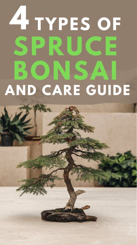 Discover the beauty of spruce bonsai trees in our latest blog post! Learn about different types of spruce bonsai and how to care for these exquisite bonsai plants. Whether you're a beginner or an experienced enthusiast, understanding the unique characteristics of spruce bonsai will enhance your gardening experience. Explore tips on growth, pruning, and styling to cultivate stunning bonsai trees. Elevate your bonsai collection today and enjoy the art of miniature gardening! Spruce Bonsai Tree, Spruce Bonsai, Bonsai Fertilizer, Bonsai Collection, Garden Bonsai Tree, Bonsai Pruning, Colorado Blue Spruce, Picea Pungens, Picea Abies