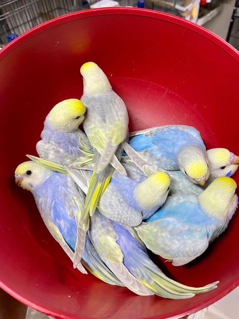 Baby Budgies, Love Birds Pet, Bird Nesting Box, Budgies Bird, Crazy Bird, Parakeets, Nesting Boxes, Exotic Birds, Pretty Birds