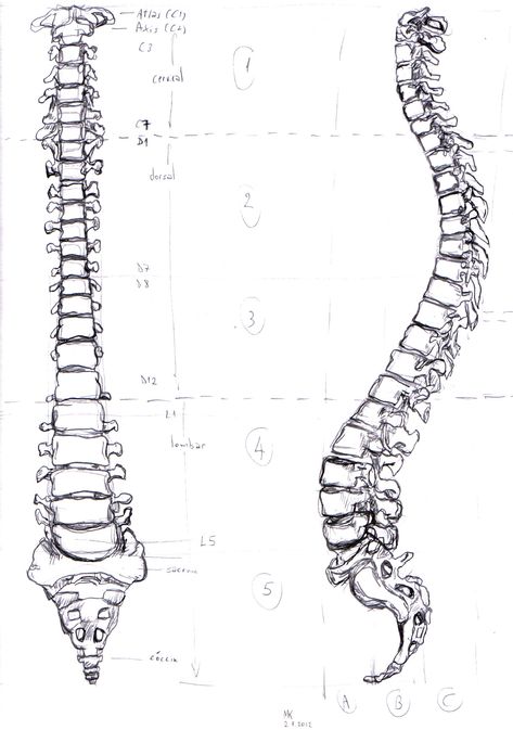 Human spine by MauricioKanno.deviantart.com Spinal Cord Tattoo, Spine Drawing, Cord Tattoo, Human Rib Cage, Anatomy Book, Hair Stenciling, Human Spine, Causes Of Back Pain, Human Drawing