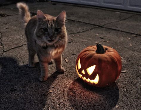 Fall Cats, Chat Halloween, Season Of The Witch, Autumn Cozy, Autumn Aesthetic, Samhain, Cats Meow, A Pumpkin, Halloween Cat