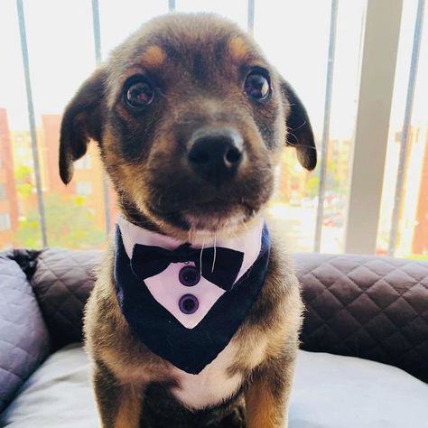 This Pup Was Dressed Up In A Tuxedo To Greet His New Family, Who Decided Not To Show Up | Bored Panda Puppy Dress, Support Dog, Giant Dogs, New Family, Dog Dresses, Cute Cats And Dogs, Cute Funny Animals, Show Up, Bored Panda