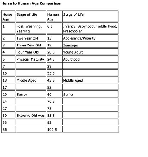 Horse vs. Human age chart Horse Vet, Horse Education, Horse Age, Horse Facts, Horse Info, Horse Halter, Horse Camp, Year Of The Horse, Dream Property