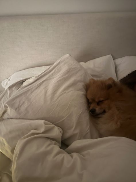 Pomeranian Sleeping, Sleep, Pom Pom, Teddy Bear, Puppies, Dogs