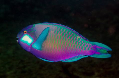 https://flic.kr/p/qVBKQ7 | Fleeting Rainbow Rainbow Parrot Fish, Rainbow Parrot, Fish Facts, Leafy Sea Dragon, Birds Colorful, Fish Pictures, Parrot Fish, Birds Pet, Salt Water Fish