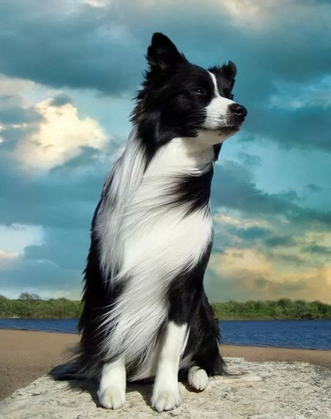 . Border Collie Pups, T K, Spirit Hood, Border Collie Training, Sweet Image, Collie Puppies, Border Collie Puppies, Black And White Dog, Border Collie Dog