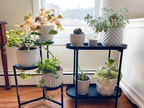 Inspiration gallery - IKEA Ikea Usa, Support Pour Plante, Home Solutions, Curated Design, Plant Stand, Home Ideas, Indoor Plants, Planter Pots, Coffee Cups