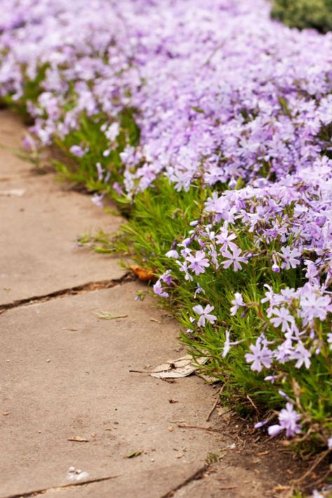 The Best Perennial Border Plants For Flowerbeds & Sidewalks Sidewalk Plants Walkways, Landscaping Ideas Along Fence, Fence Backyard Landscaping, Boarder Plants, Perennial Border Plants, Garden Border Plants, Sidewalk Landscaping, Phlox Plant, Lily Turf