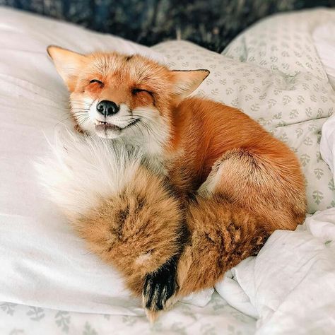 Raposa Vermelha (Red Fox) Happy Fox, Fox Pictures, Pet Fox, Cute Fox, Red Fox, Cute Creatures, Sweet Animals, Animal Planet, 귀�여운 동물