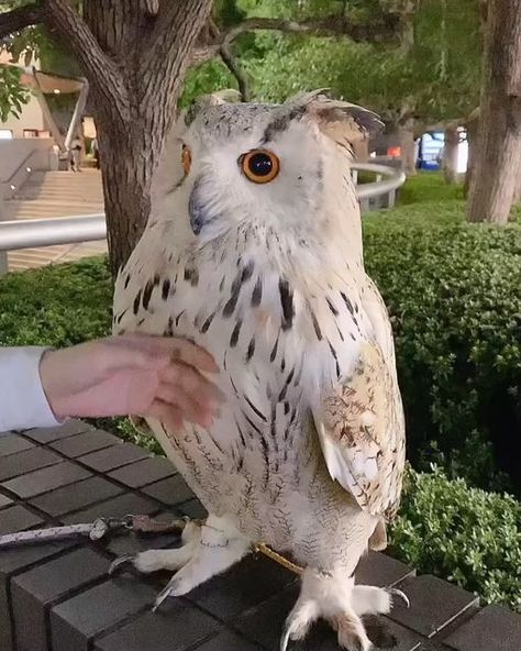 owl lovers on Instagram: "Look at those eyes! 💕 (@artemis.the.owl)" Owl Lovers, Ballroom Dress, Instagram Look, Ballroom, Owls, Look At, On Instagram, Instagram