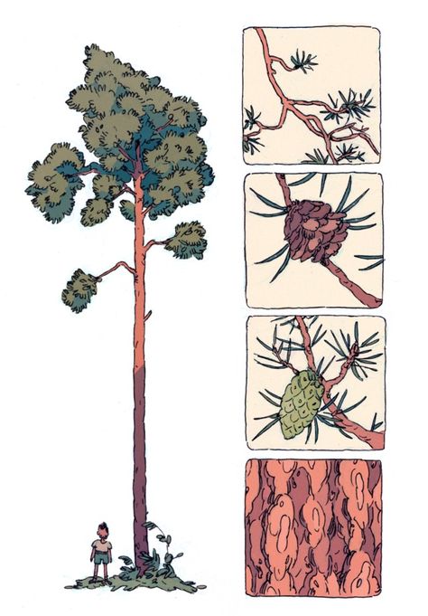 Tree Study, Arte Indie, Graphic Novel Art, Tree Illustration, Arte Inspo, Arte Sketchbook, Tree Drawing, Art And Illustration, Environment Concept Art