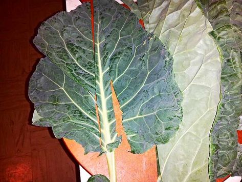 Adventures in Self-Sufficiency: The Best Garden Greens You Never Knew About...Leaves from the Brussels Sprouts Plant What To Make With Brussel Sprouts, Brussel Sprout Leaves, Harvesting Brussel Sprouts, Giant Leaves, Sauteed Brussel Sprouts, Kale Chips, Best Garden, Brussels Sprouts, What To Make