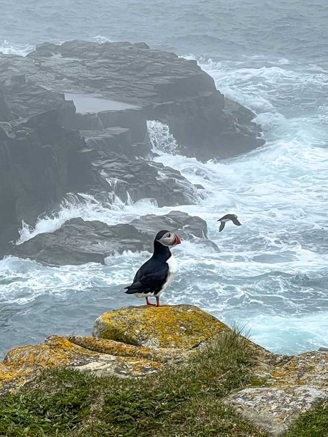 10 Things To Do in Bonavista, Newfoundland Newfoundland And Labrador Canada, Bonavista Newfoundland, Trans Canada Highway, Labrador Canada, Newfoundland Canada, Blue Building, Newfoundland And Labrador, Old Buildings, Newfoundland