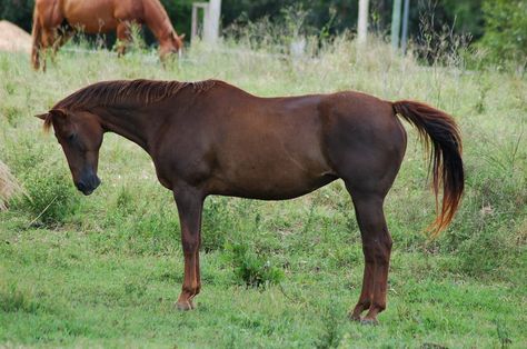 liver chestnut side profile by Chunga-Stock on DeviantArt Horse Side Profile Drawing, Animal Side Profile, Horse Side Profile, Dressage Photography, Dragon Inspiration, Liver Chestnut, Drawing Refrences, Calendar 2023, Drawing Stuff