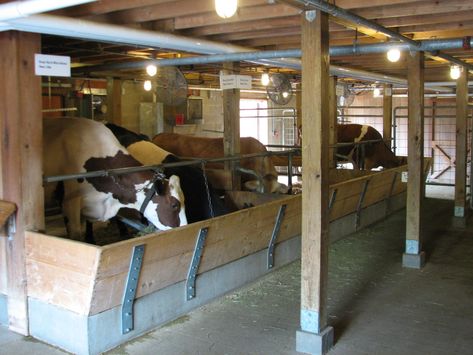 Family Farm - Dairy Barn - ZooChat Cow Sheds Ideas, Cow Barn Ideas, Farming House, Small Barn Ideas, Cattle Housing, Cattle Facility, Sheep Barn, Cow Barn, Livestock Barn