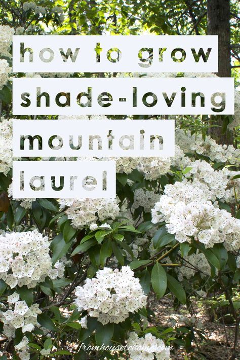 Learn all the details on how to grow and plant Mountain Laurel (Kalmia latifolia), an evergreen shade loving shrub with beautiful spring flowers. #fromhousetohome #gardeningtips #shadeplants #gardenideas #mountainlaurel #plants Laurel Bush, Laurel Shrub, Texas Mountain Laurel, Shade Loving Shrubs, Kalmia Latifolia, Plants Under Trees, Evergreen Bush, Shade Shrubs, House To Home