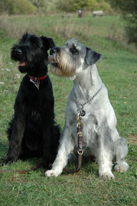 Standard Schnauzers Schnauzer Standard, Anime Puppy, Schnauzer Breed, Standard Schnauzer, Giant Schnauzer, Schnauzer Puppy, Dream Dog, Most Popular Dog Breeds, Schnauzer Dogs