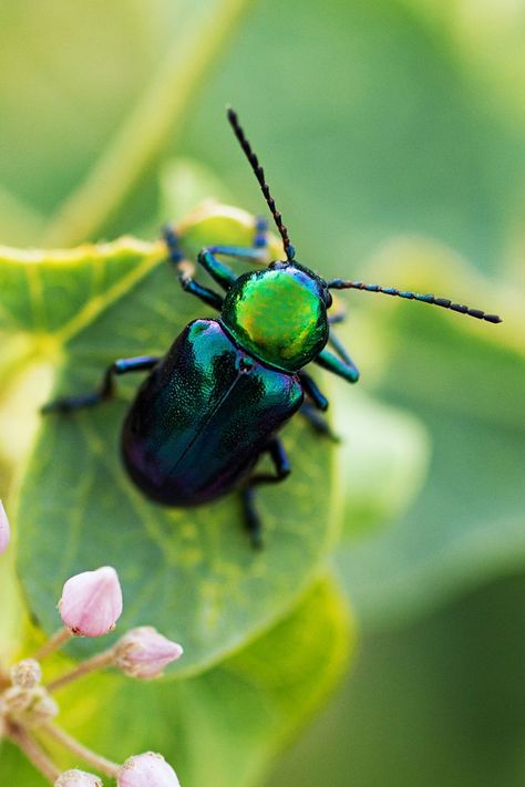 Magnificent Emerald green iridescent Leaf Beetle. Leaf Beetle, Firefly Art, Green Beetle, Beetle Art, Cool Insects, Beetle Wings, Beetle Insect, Cool Bugs, Green Country