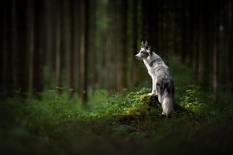 I Combined My Two Favorite Things, Dogs And Nature, To Create These Magical Photos (49 Pics) Dog Expressions, First Dog, Photos With Dog, Dog Enrichment, Wild Garden, Dog Photoshoot, Dog Photograph, Forest Photography, Wolf Dog