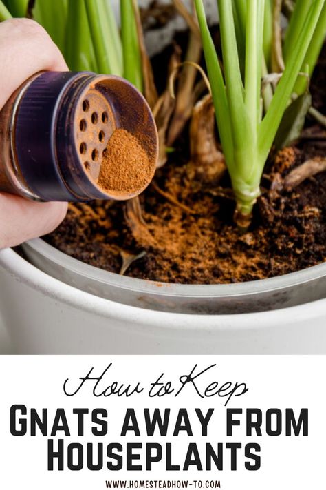 Gnats are more than just a nuisance—they can also damage your beloved houseplants. For plant enthusiasts, dealing with these pests can be frustrating. To help, here are ten effective strategies to keep gnats away from your plants and maintain their health. How To Keep Gnats Out Of House, Home Remedy To Get Rid Of Gnats, House Plant Gnats How To Get Rid, Tiny Bugs In House Plants, How To Get Rid Of Plant Bugs, Hydrogen Peroxide For Plants Gnats, Get Rid Of Gnats In The House Fast, Gnats In Plants How To Get Rid Of, Kill Gnats In House Plants