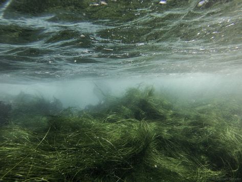 Bg Design, Slytherin Aesthetic, Alam Semula Jadi, In The Ocean, Nature Aesthetic, Pics Art, Green Aesthetic, Mother Nature, The Ocean